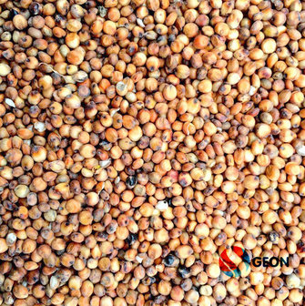 Maple Peas 20 kg.