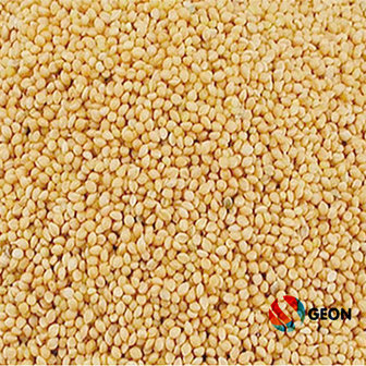 Panicum / Senegalgierst 20 kg.