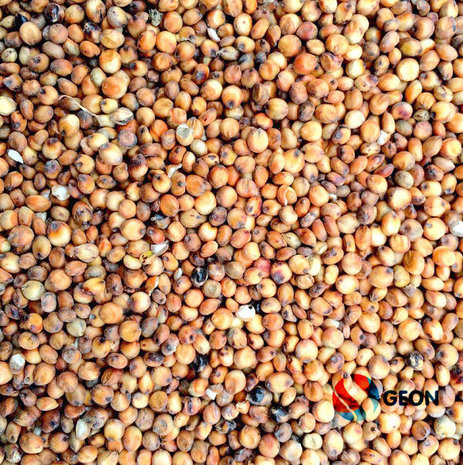 Maple Peas 20 kg.