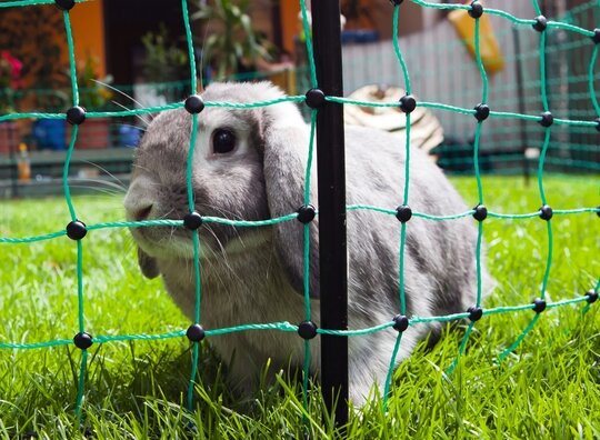 Net afrast konijn 65 cm, enkelpunt 12 m.