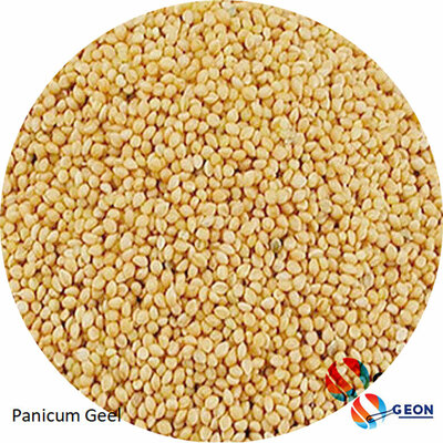 Panicum geel / Senegal gierst 1 kg.