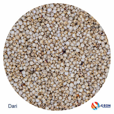 Dari - Sorghum 1 kg.